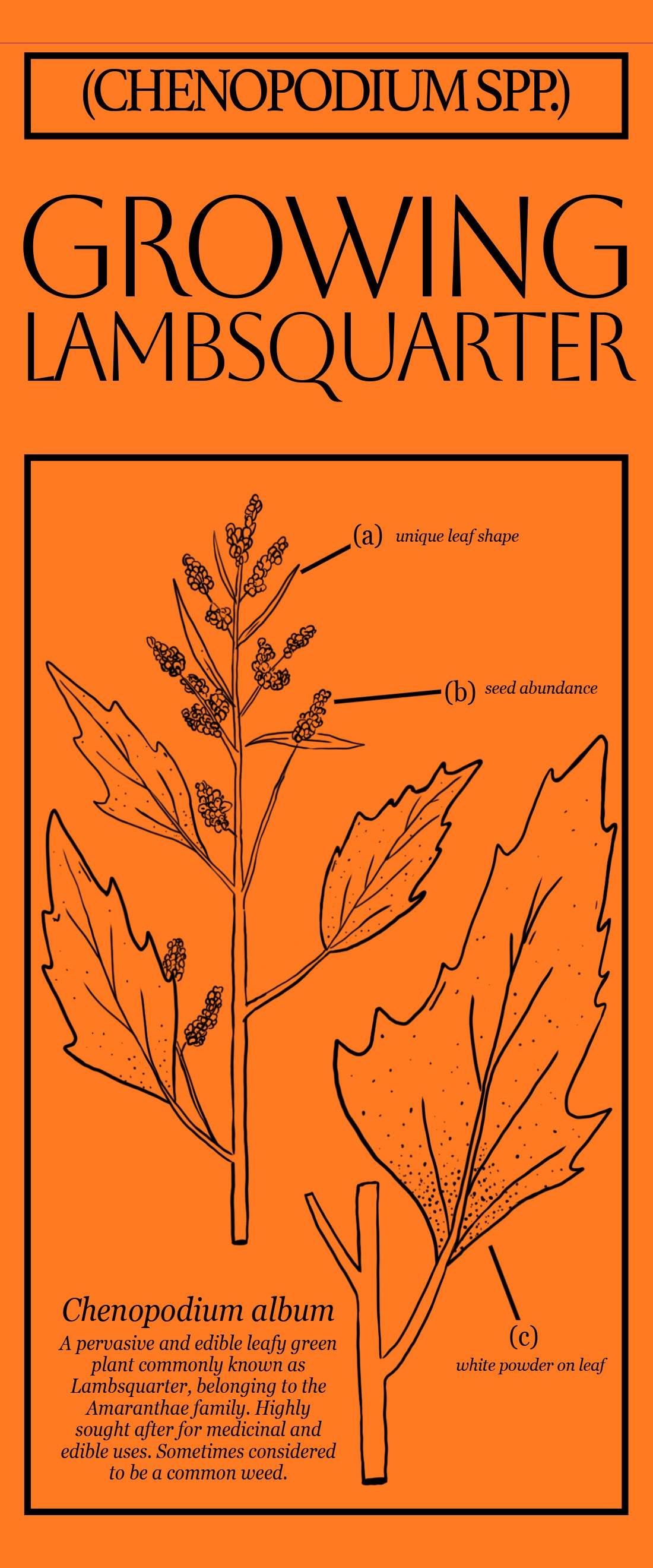 Roganville Farms Pamphlet - "Growing Lambsquarter"