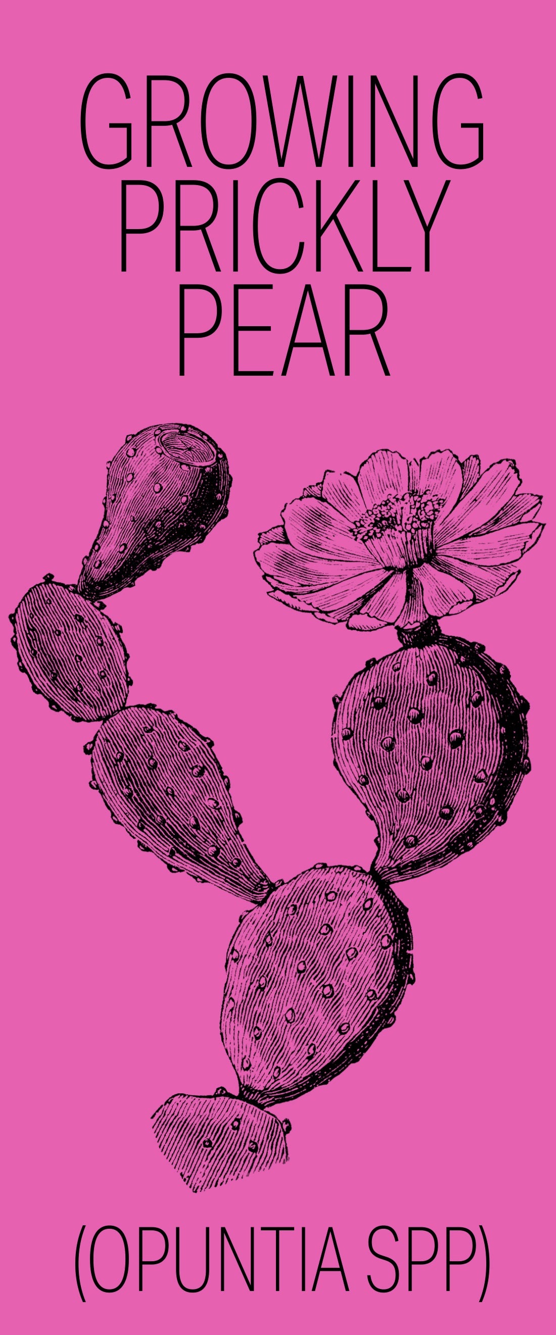 Roganville Farms Pamphlet - "Growing Prickly Pear"